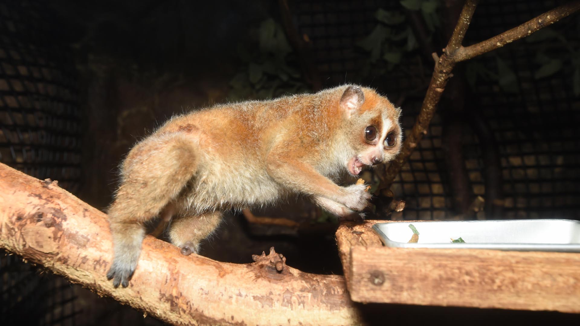 レッサースローロリス