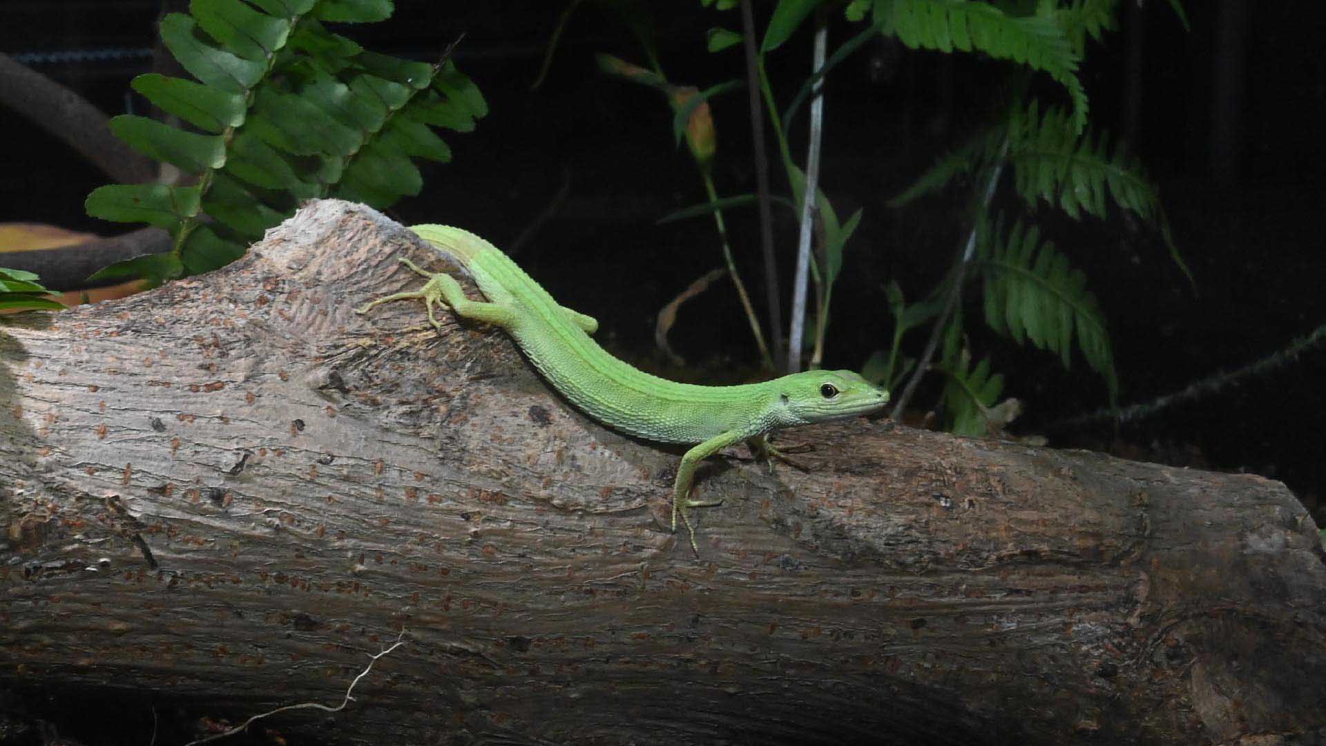 ミヤコカナヘビ