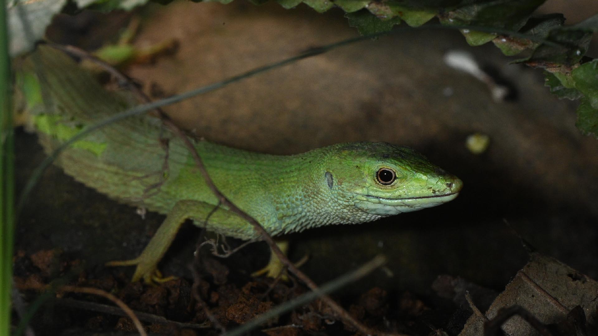 ミヤコカナヘビ