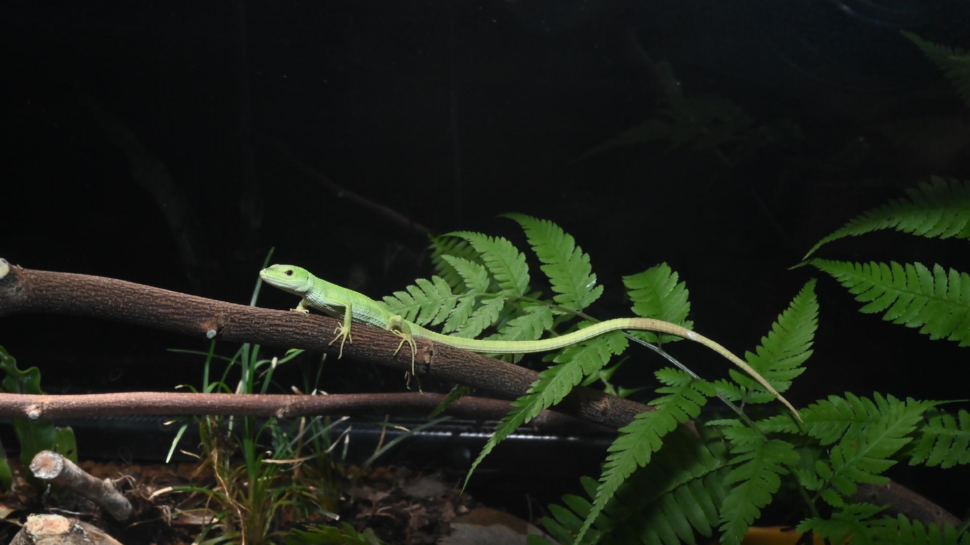 ミヤコカナヘビ