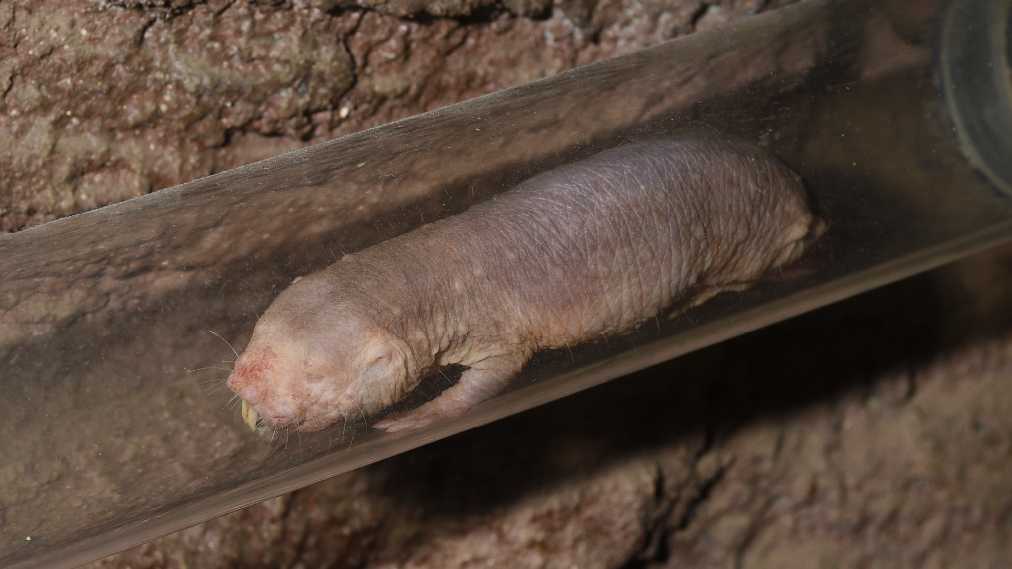 ハダカデバネズミ