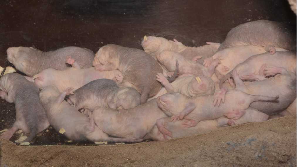 ハダカデバネズミ