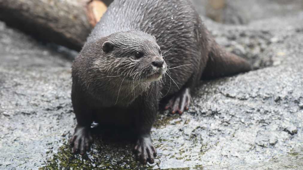 コツメカワウソ3