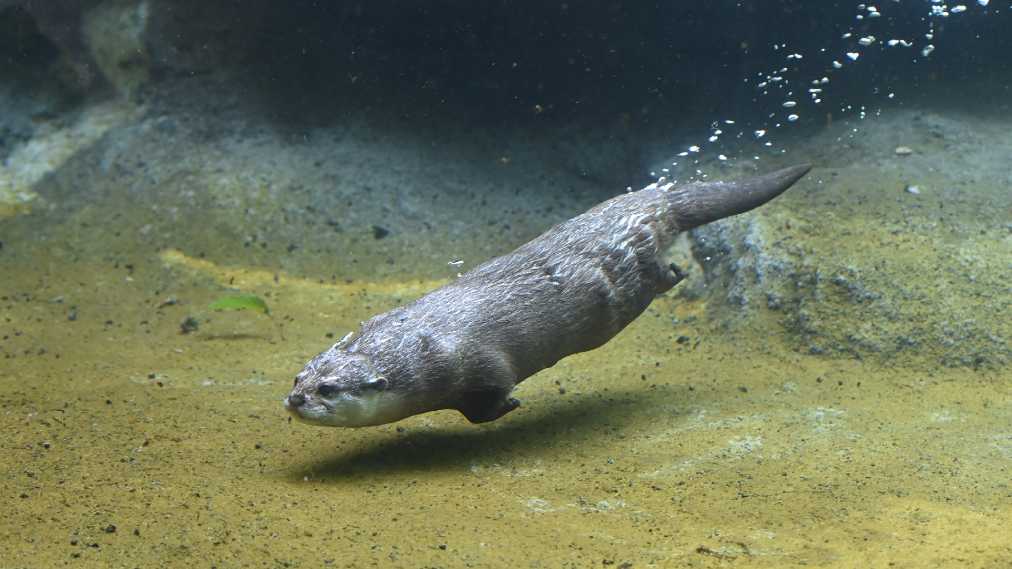 コツメカワウソ4