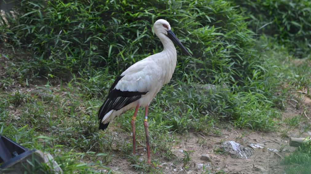 ニホンコウノトリ