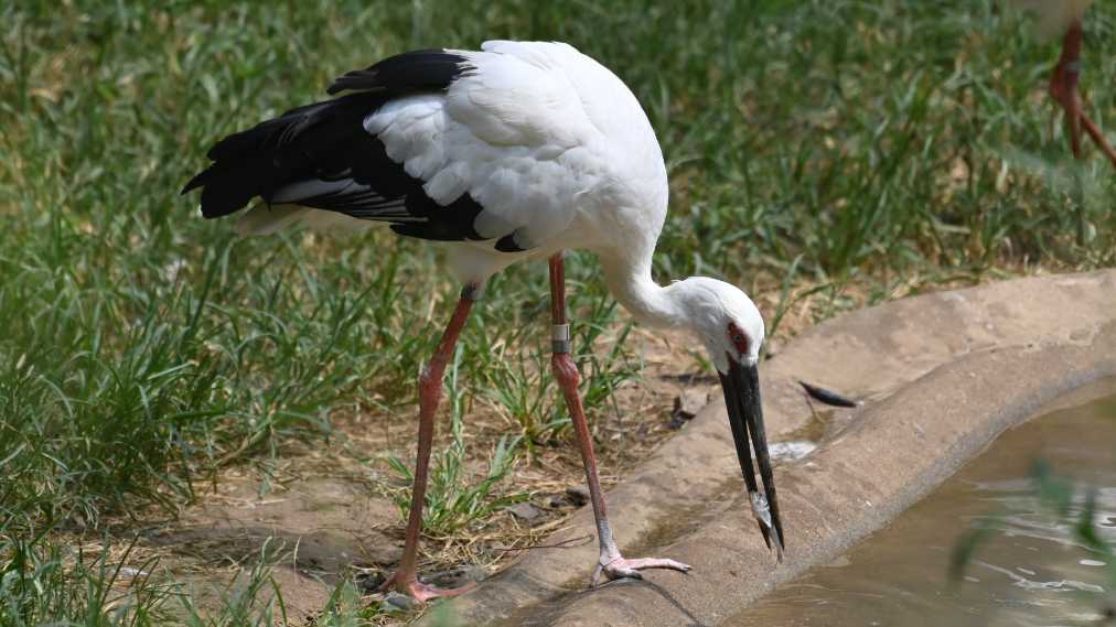 ニホンコウノトリ1