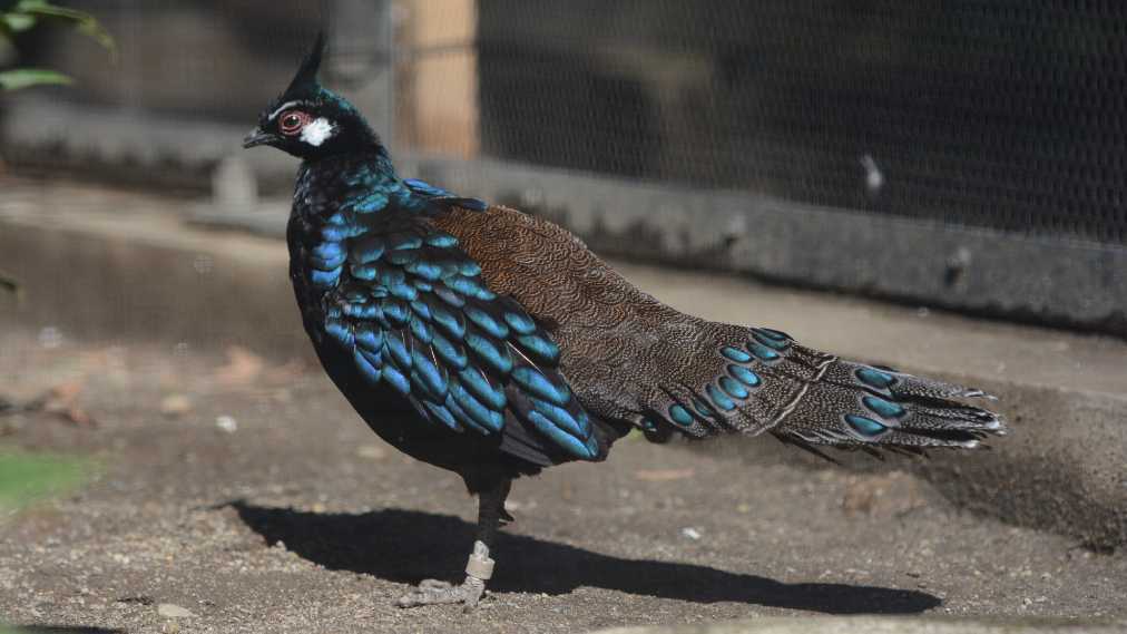 パラワンコクジャク