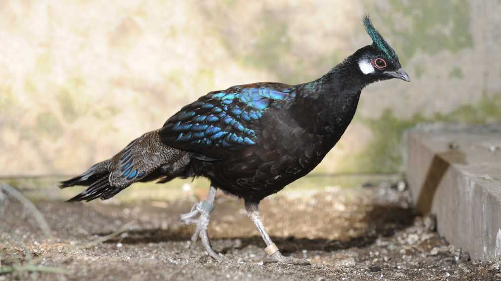 パラワンコクジャク