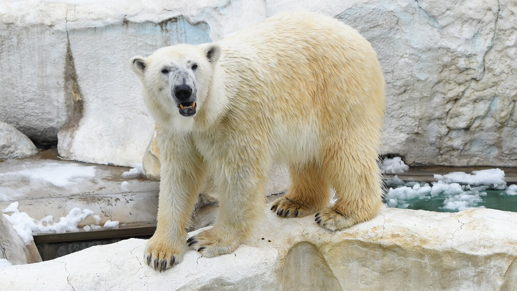 ホッキョクグマ