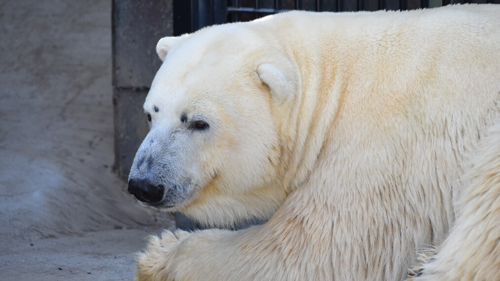 ホッキョクグマ