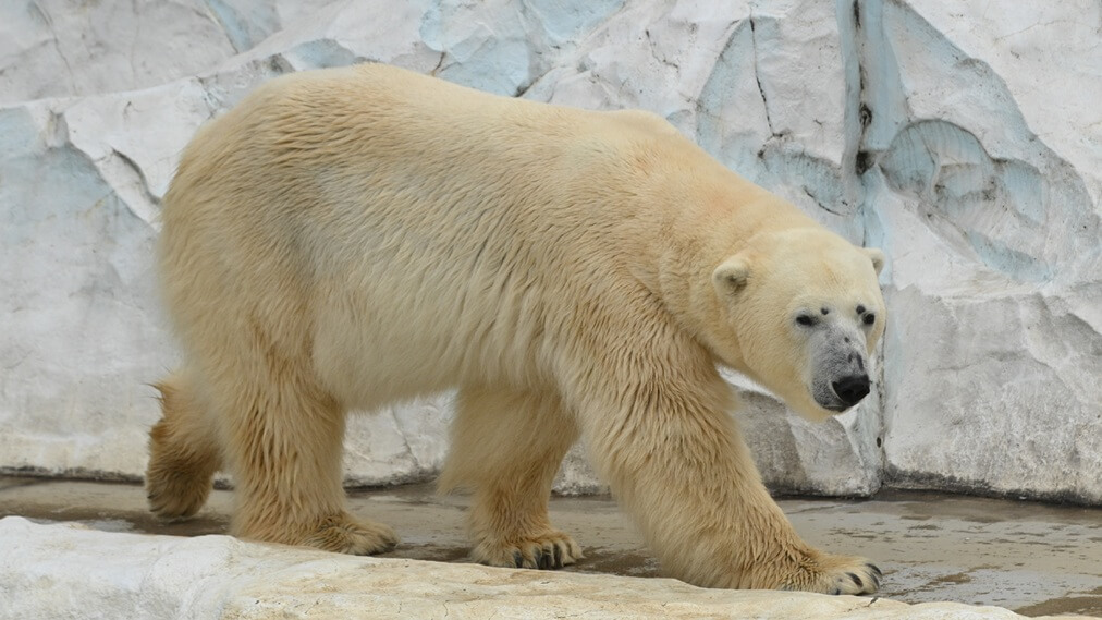 ホッキョクグマ