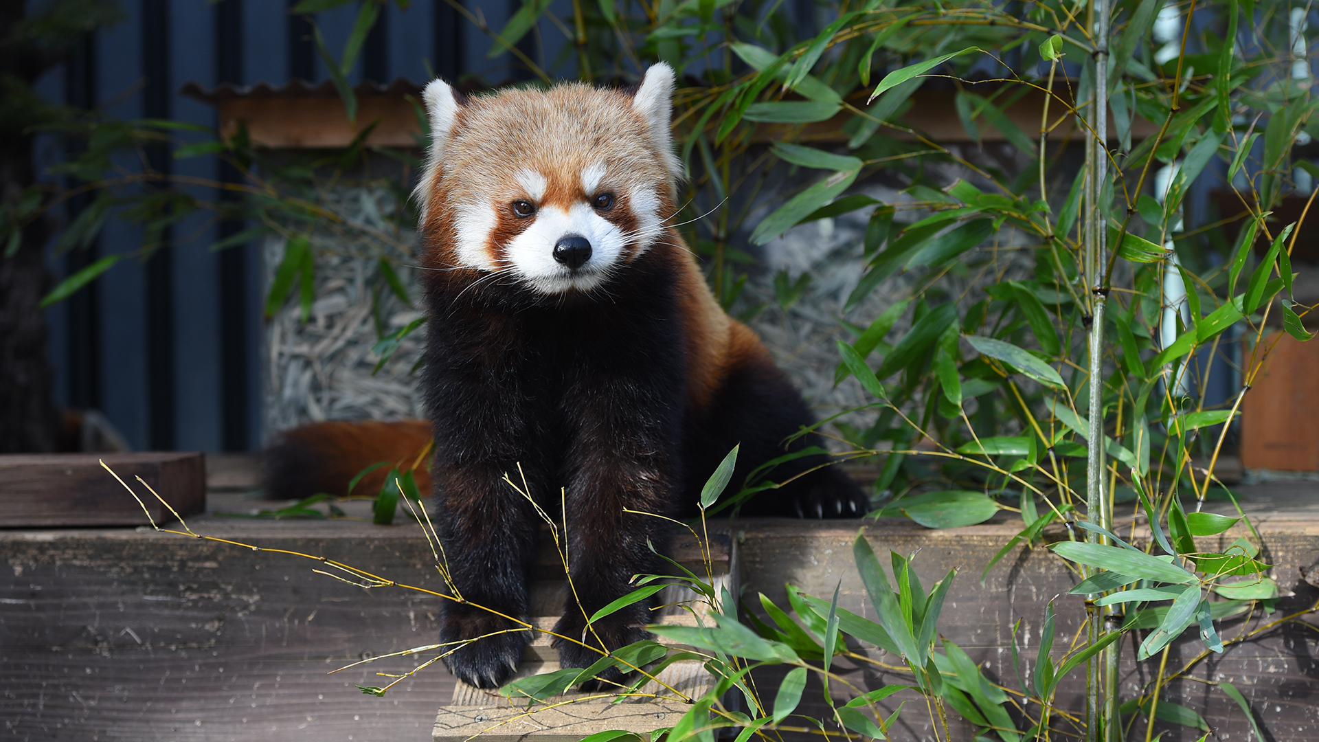 レッサーパンダ