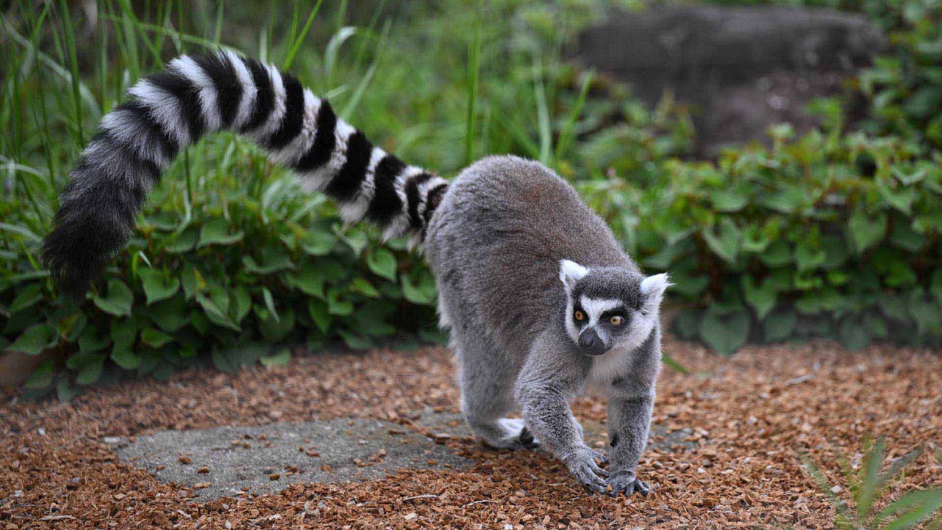 ワオキツネザル