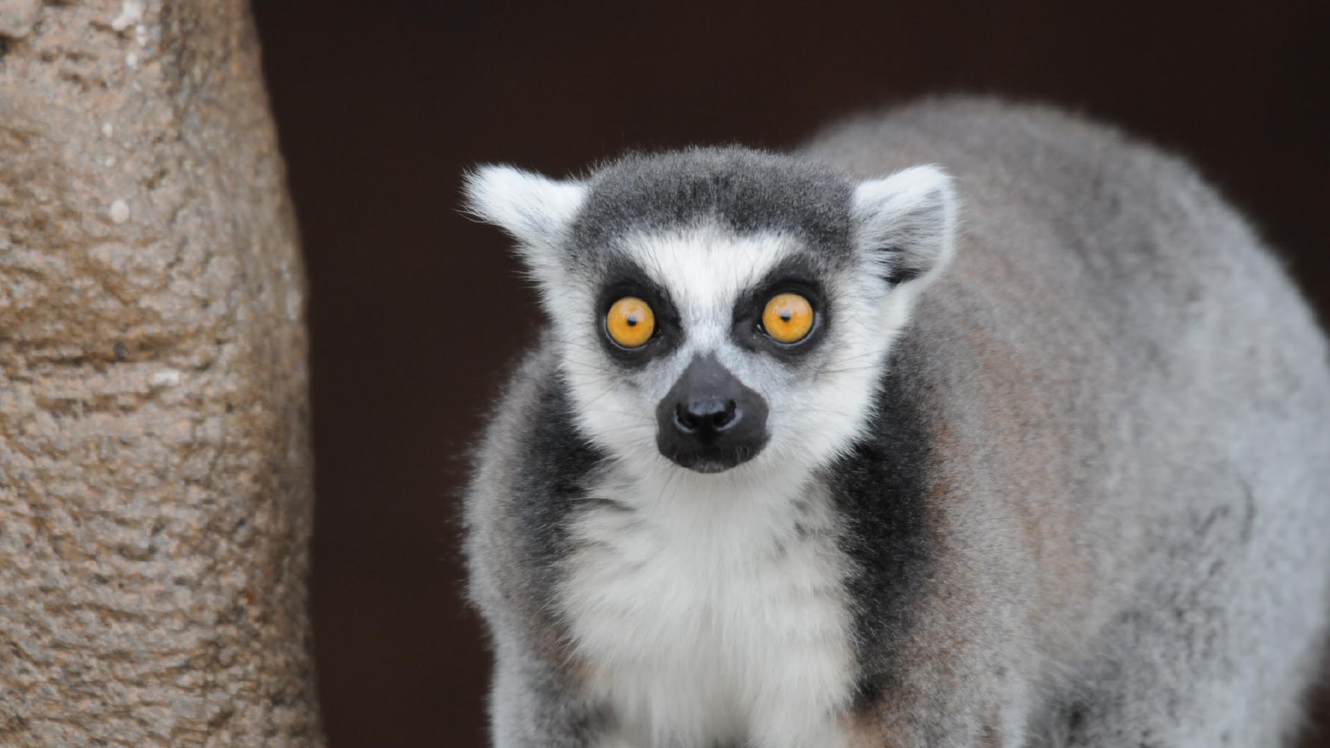 ワオキツネザル