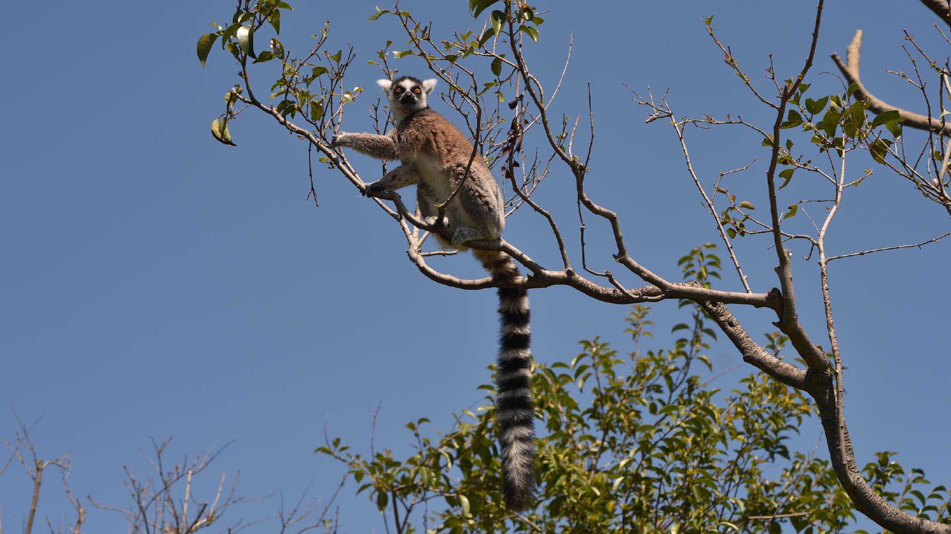 ワオキツネザル