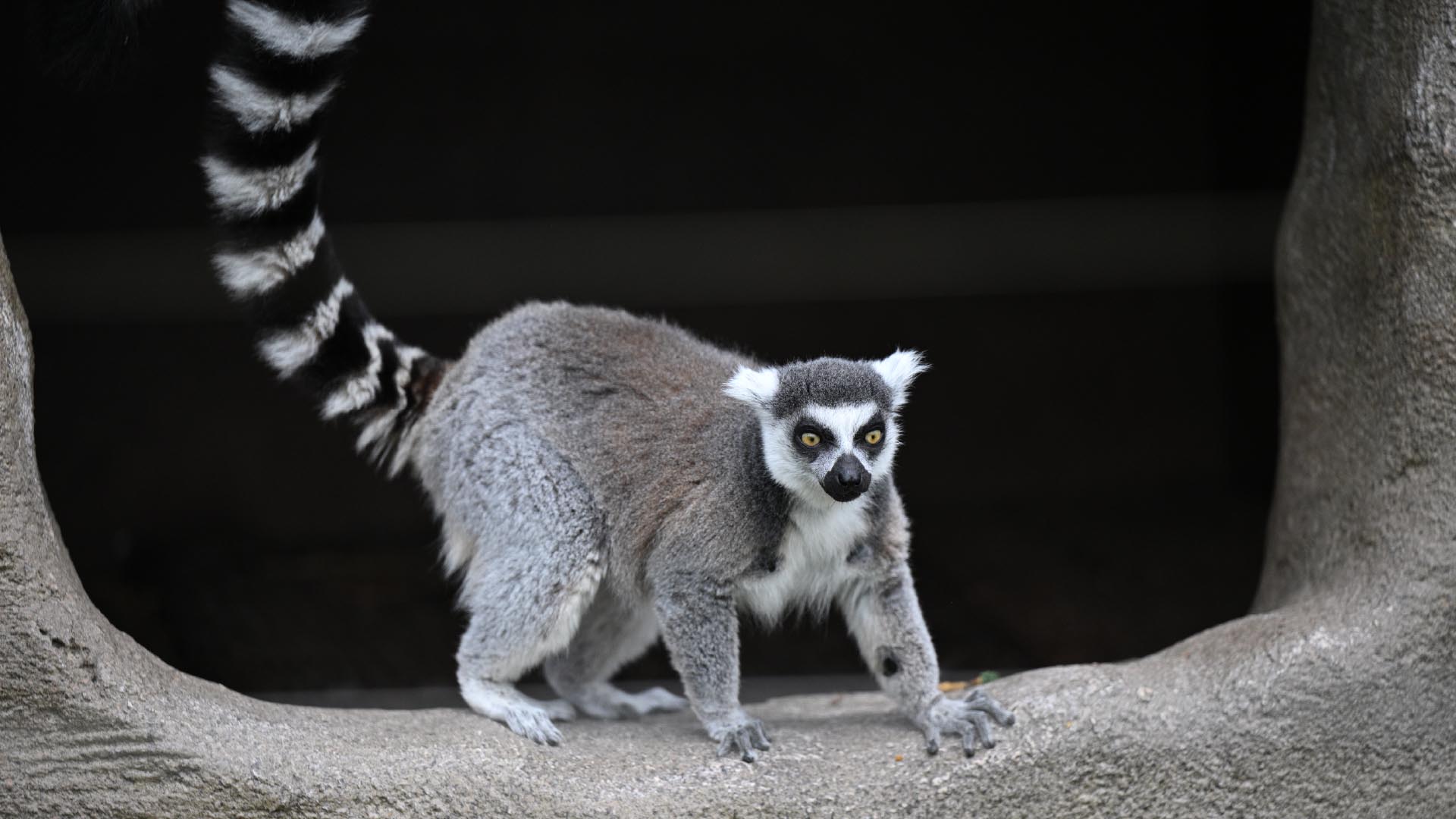 ワオキツネザル