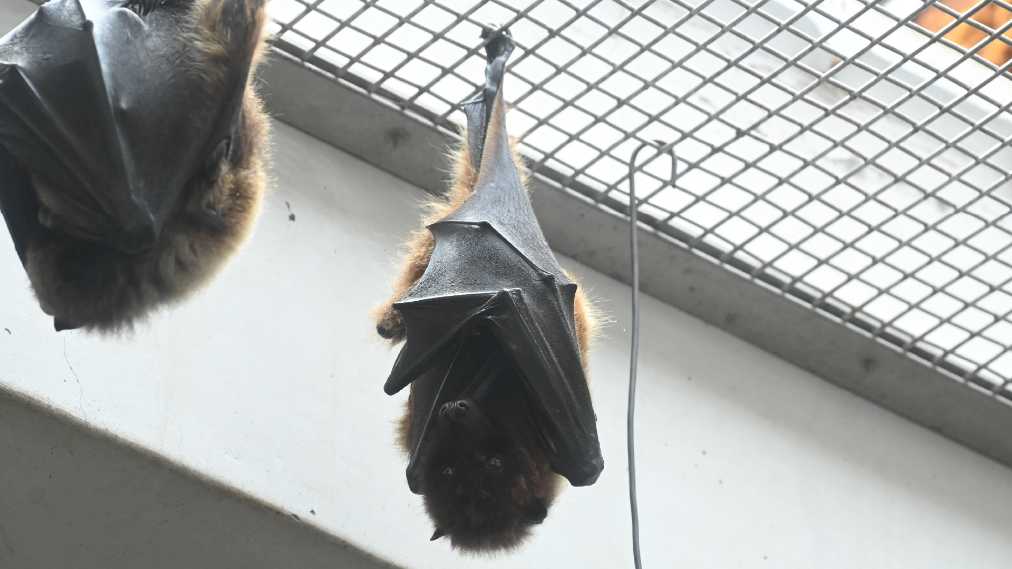 クビワオオコウモリ