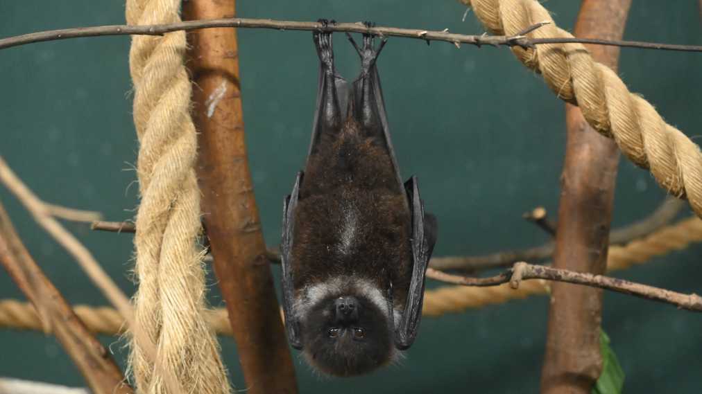 クビワオオコウモリ1