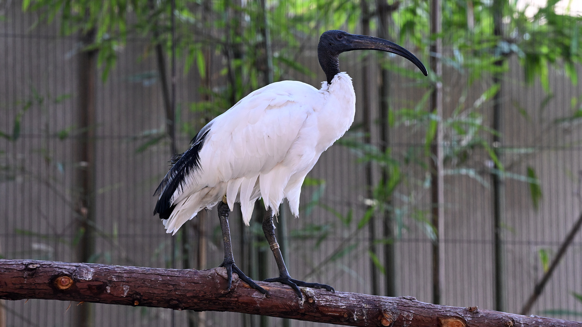 アフリカクロトキ