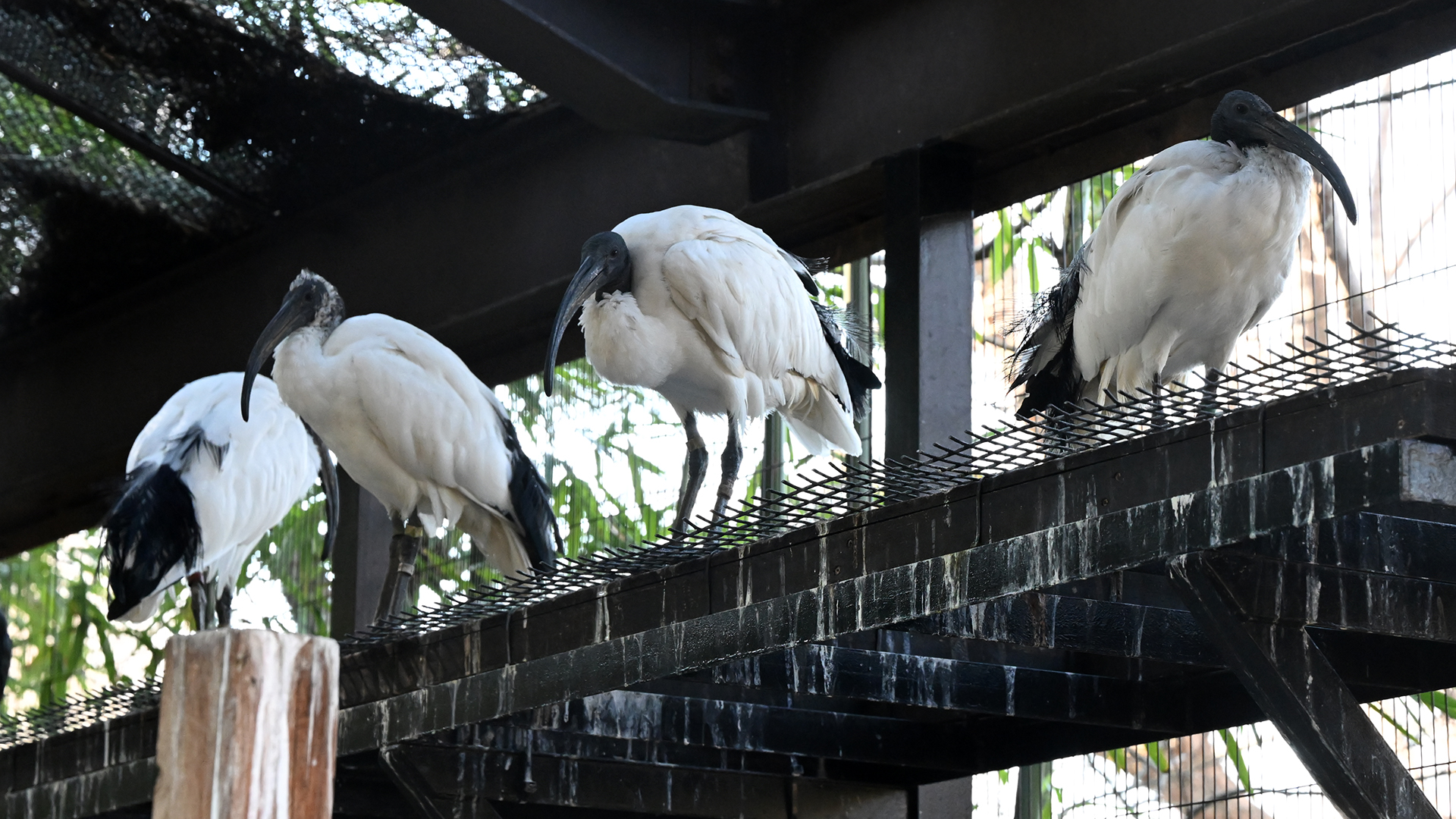 アフリカクロトキ