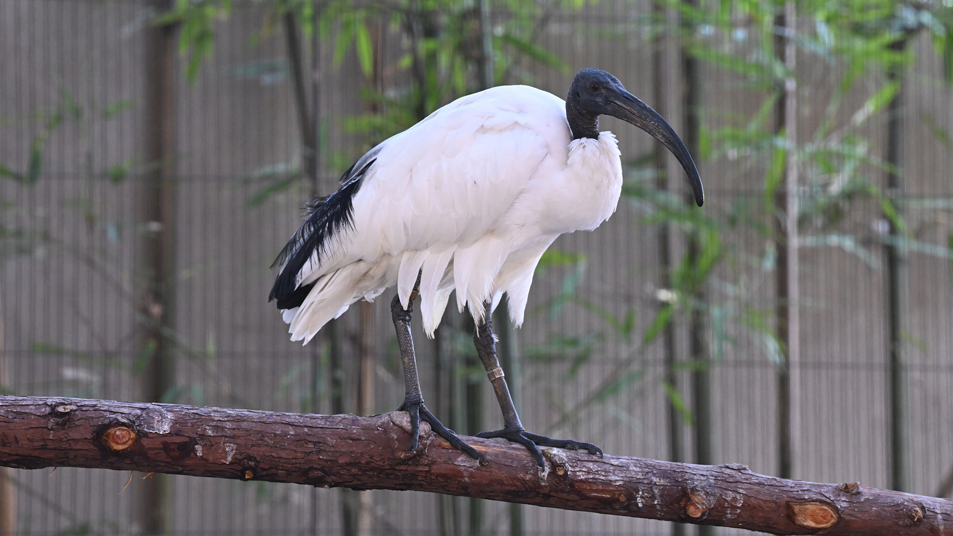 アフリカクロトキ