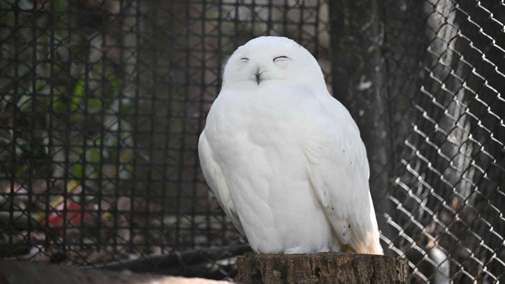 シロフクロウ