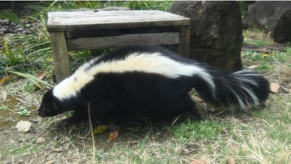 シマスカンク