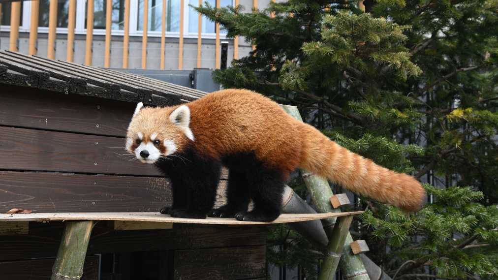 レッサーパンダ