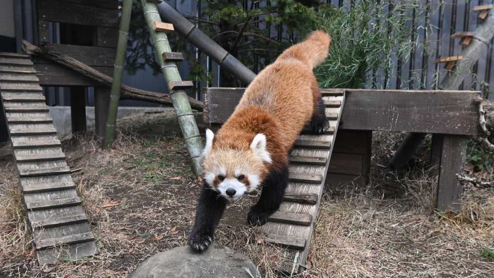 レッサーパンダ