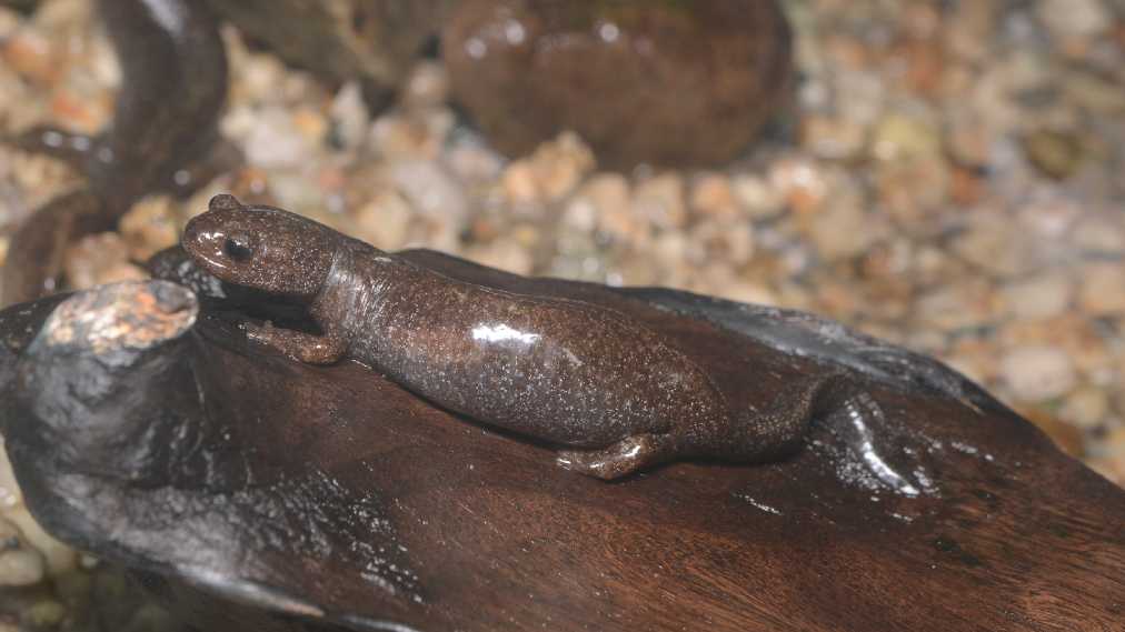 トウキョウサンショウウオ