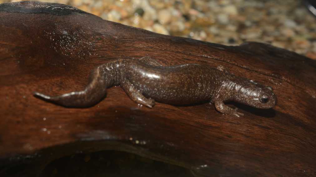 トウキョウサンショウウオ