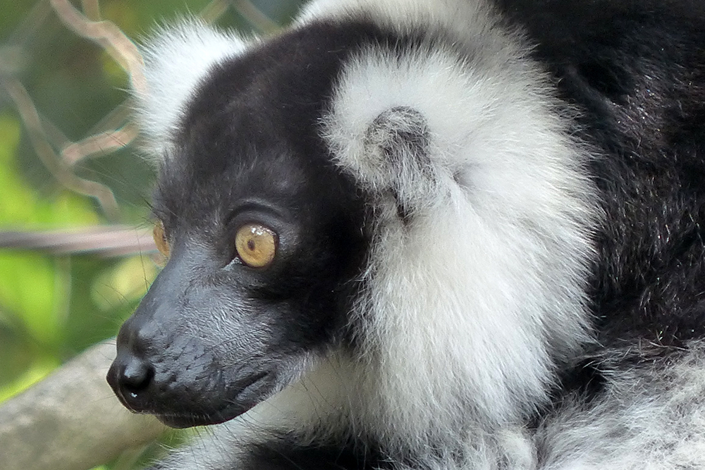 クロシロエリマキキツネザルの顔