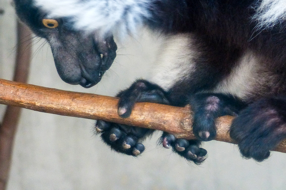 クロシロエリマキキツネザルの足