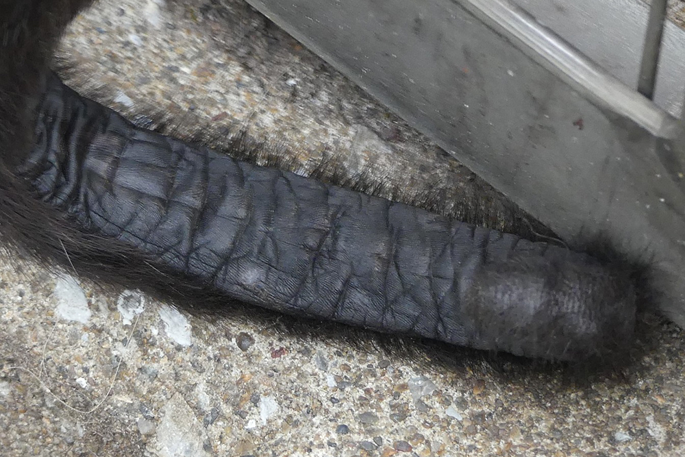 ジェフロイクモザルのしっぽ