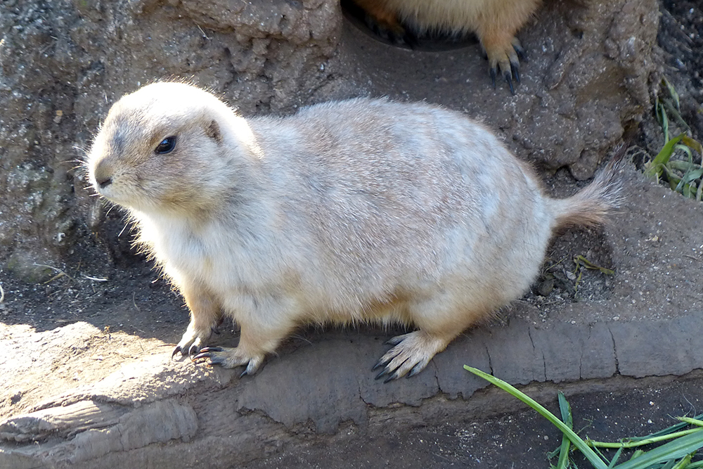 オグロプレーリードッグのからだ
