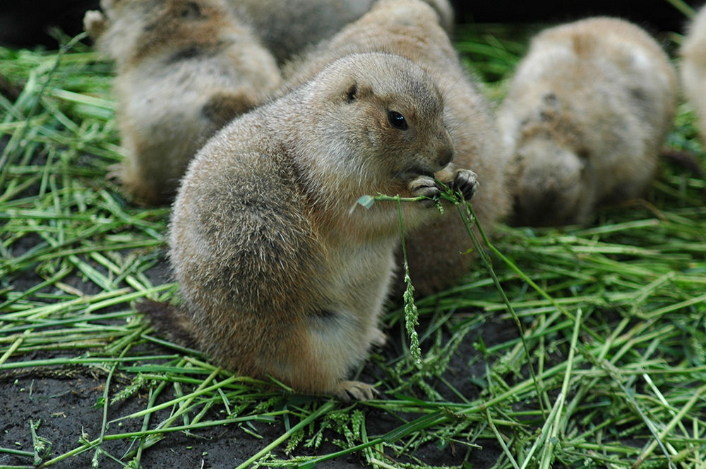 オグロプレーリードッグの食べ物