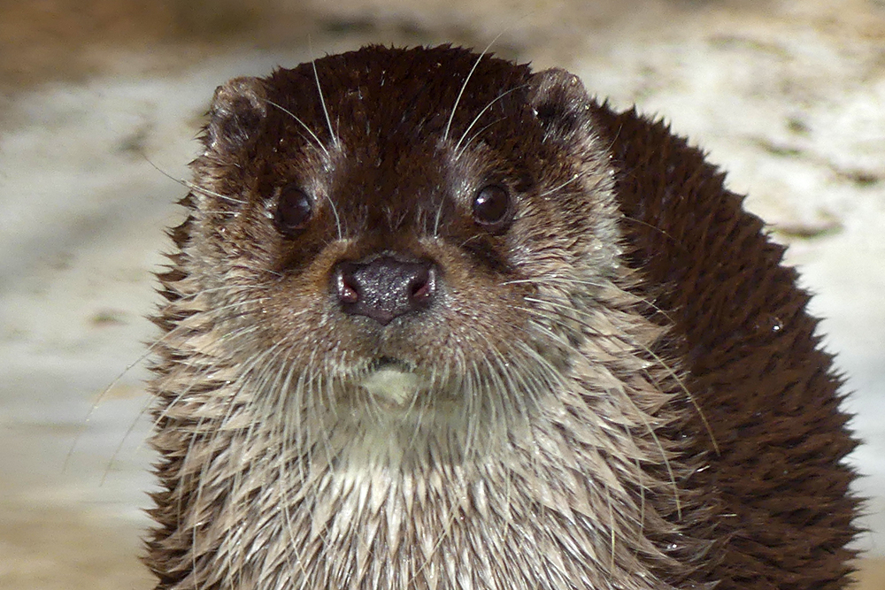 ユーラシアカワウソのヒゲ