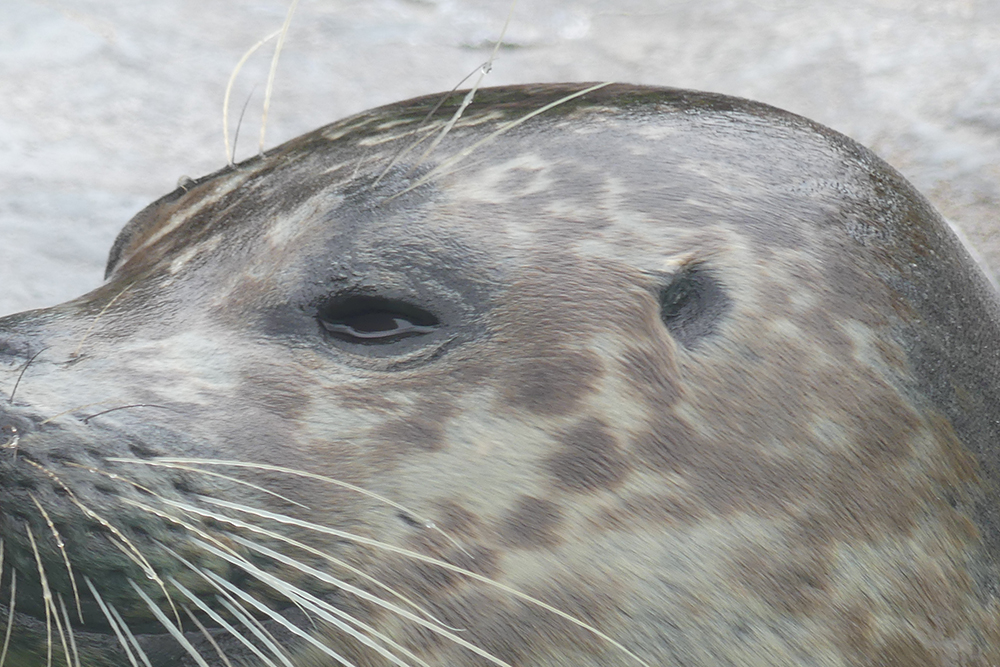 ゼニガタアザラシの耳