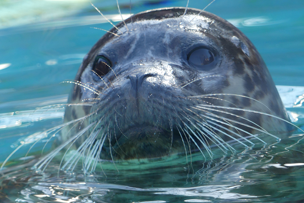 ゼニガタアザラシのヒゲ