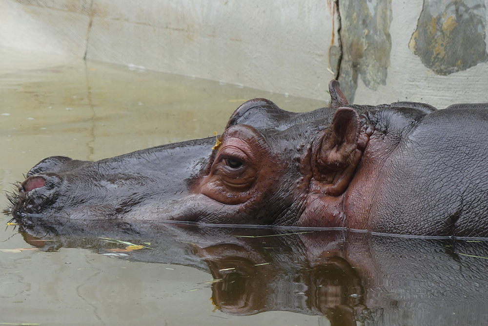 カバの耳と目と鼻