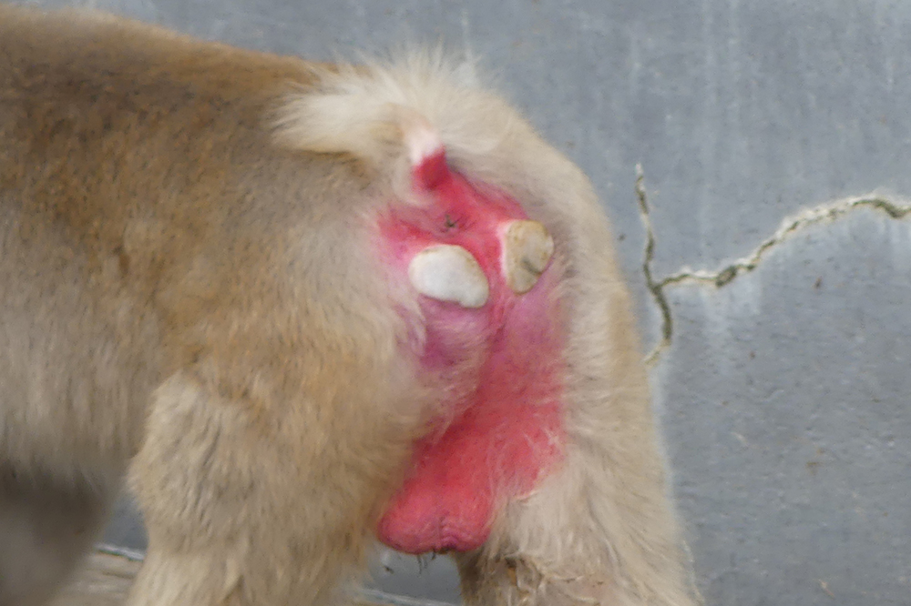 ニホンザルのしっぽ