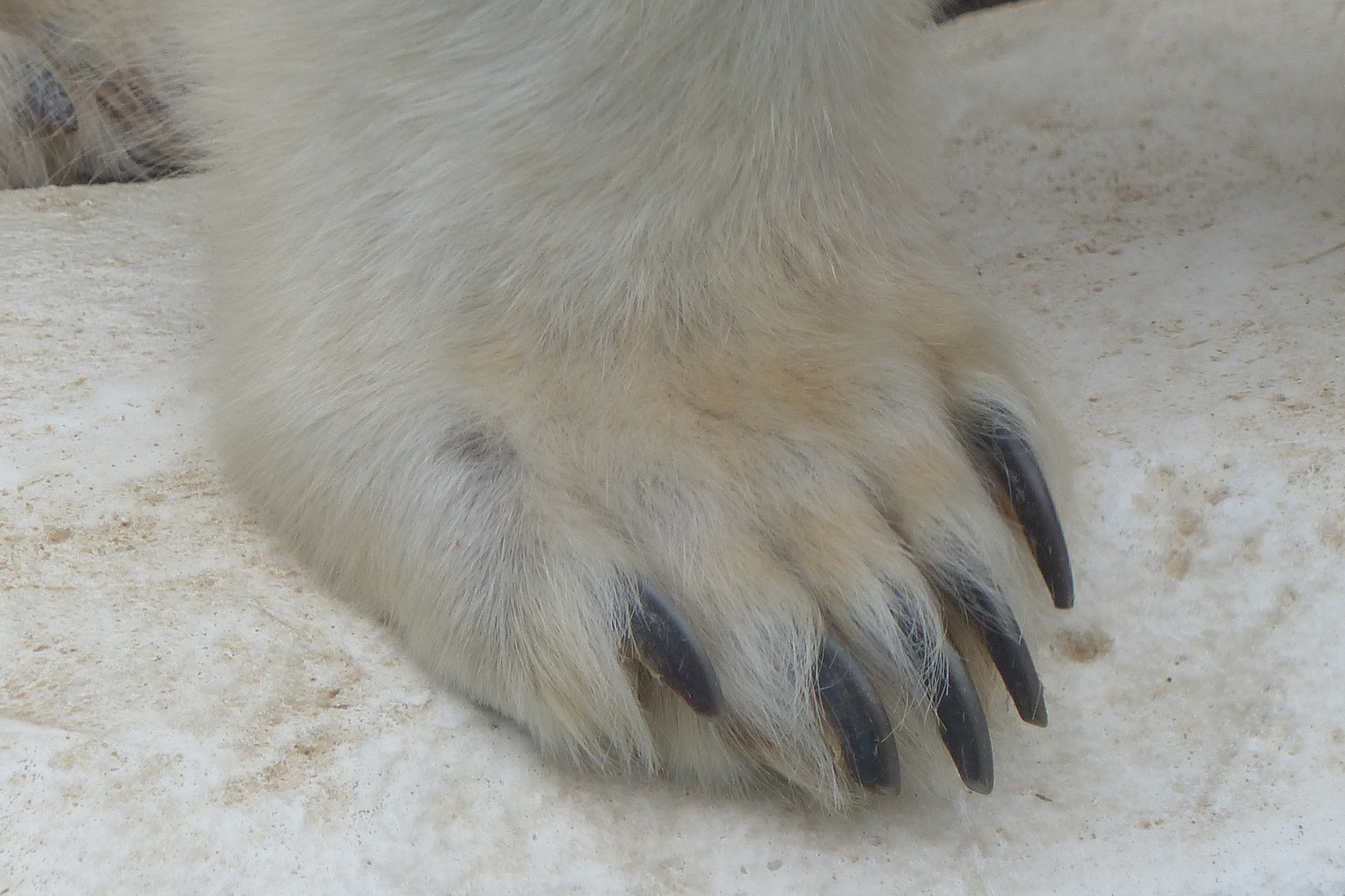 ホッキョクグマの前足