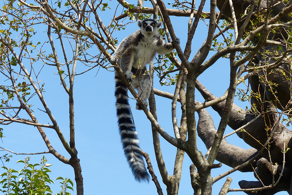 ワオキツネザルのしっぽ