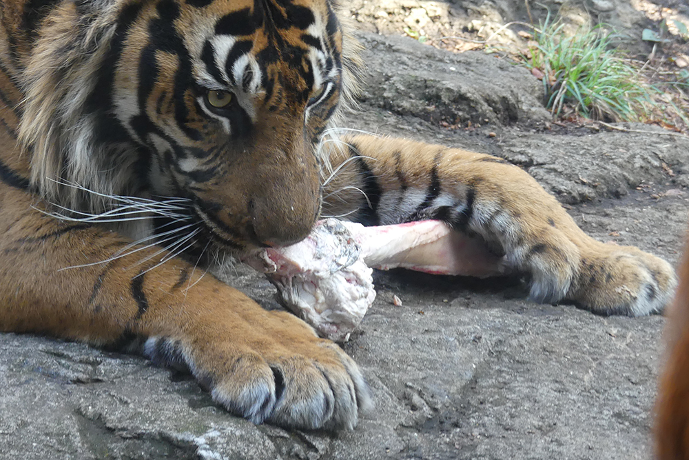 スマトラトラの前足