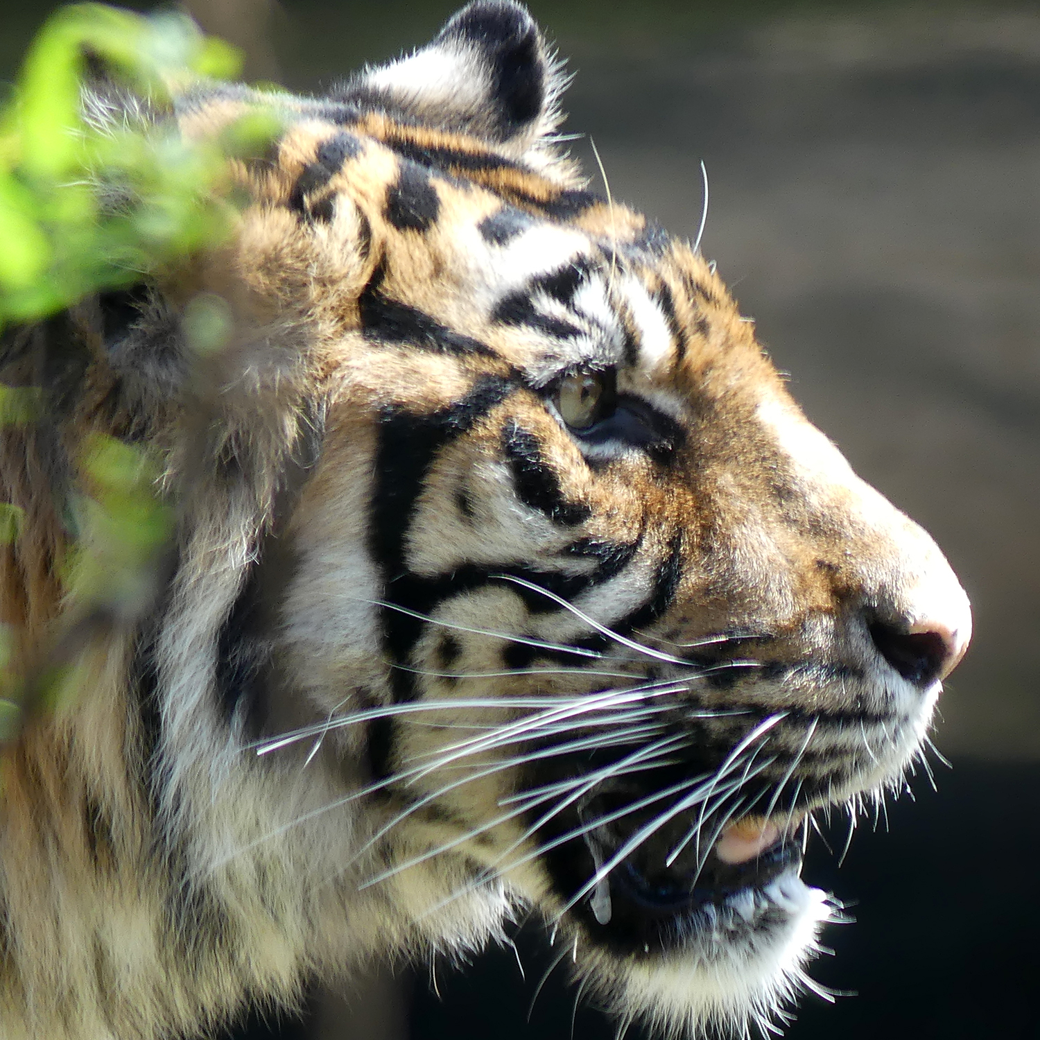 スマトラトラのヒゲ