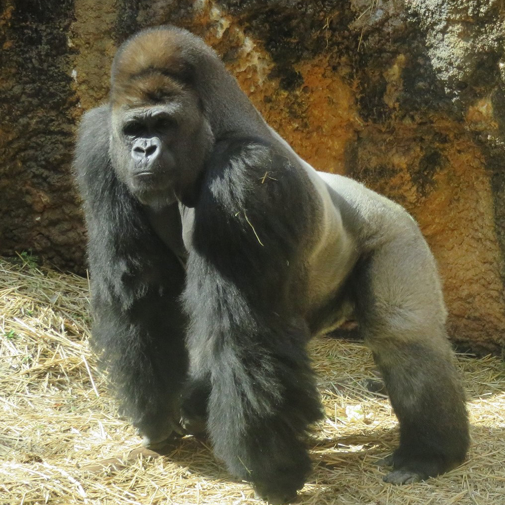 ニシゴリラのシルバーバック