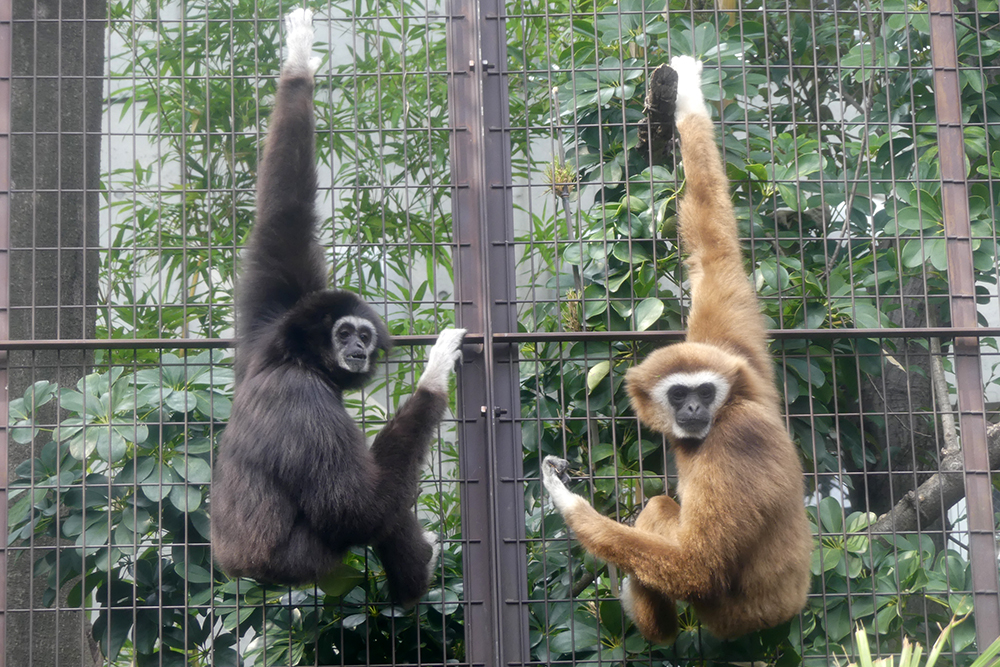 シロテテナガザルの体の色