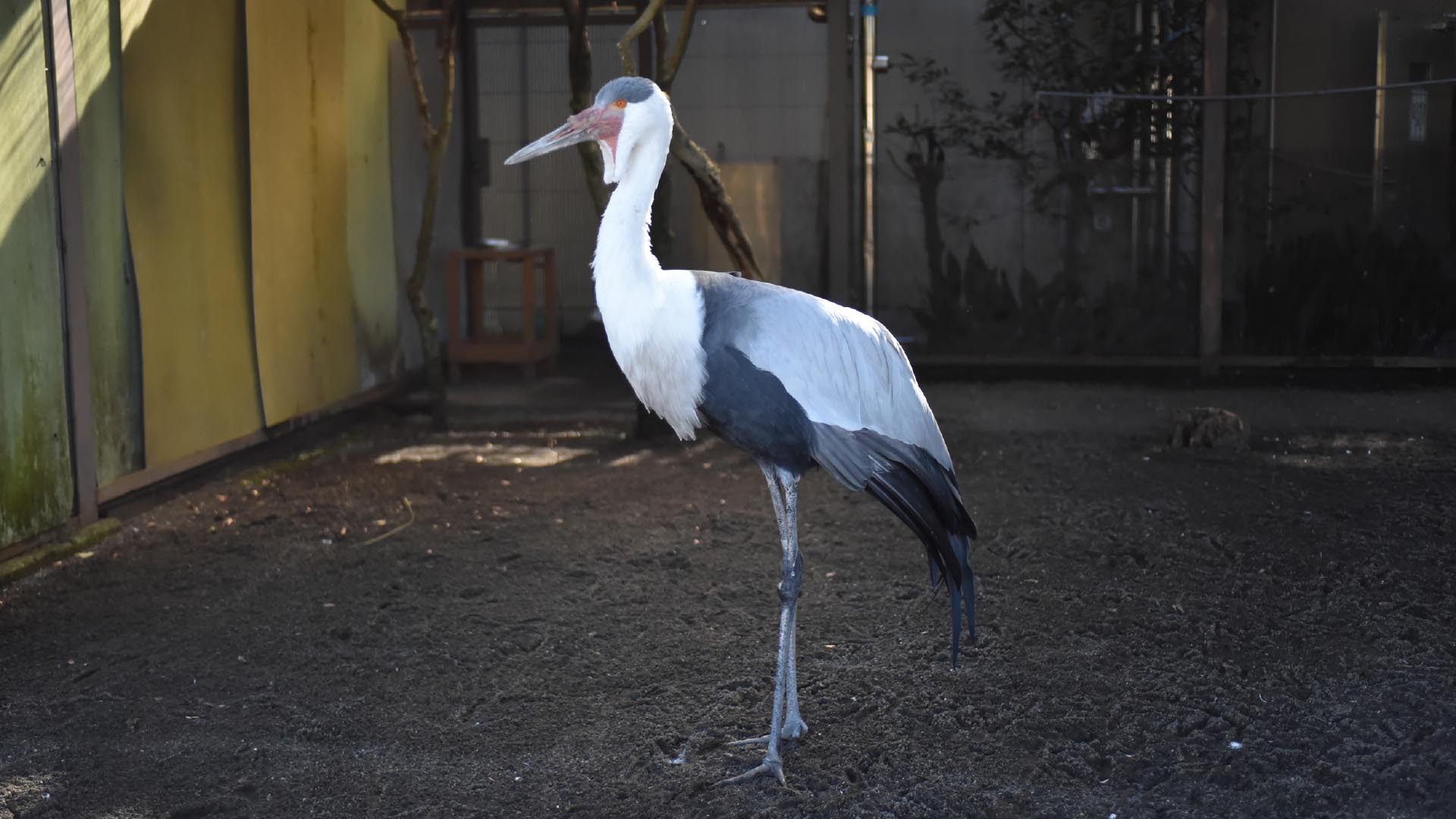 ホオカザリヅル