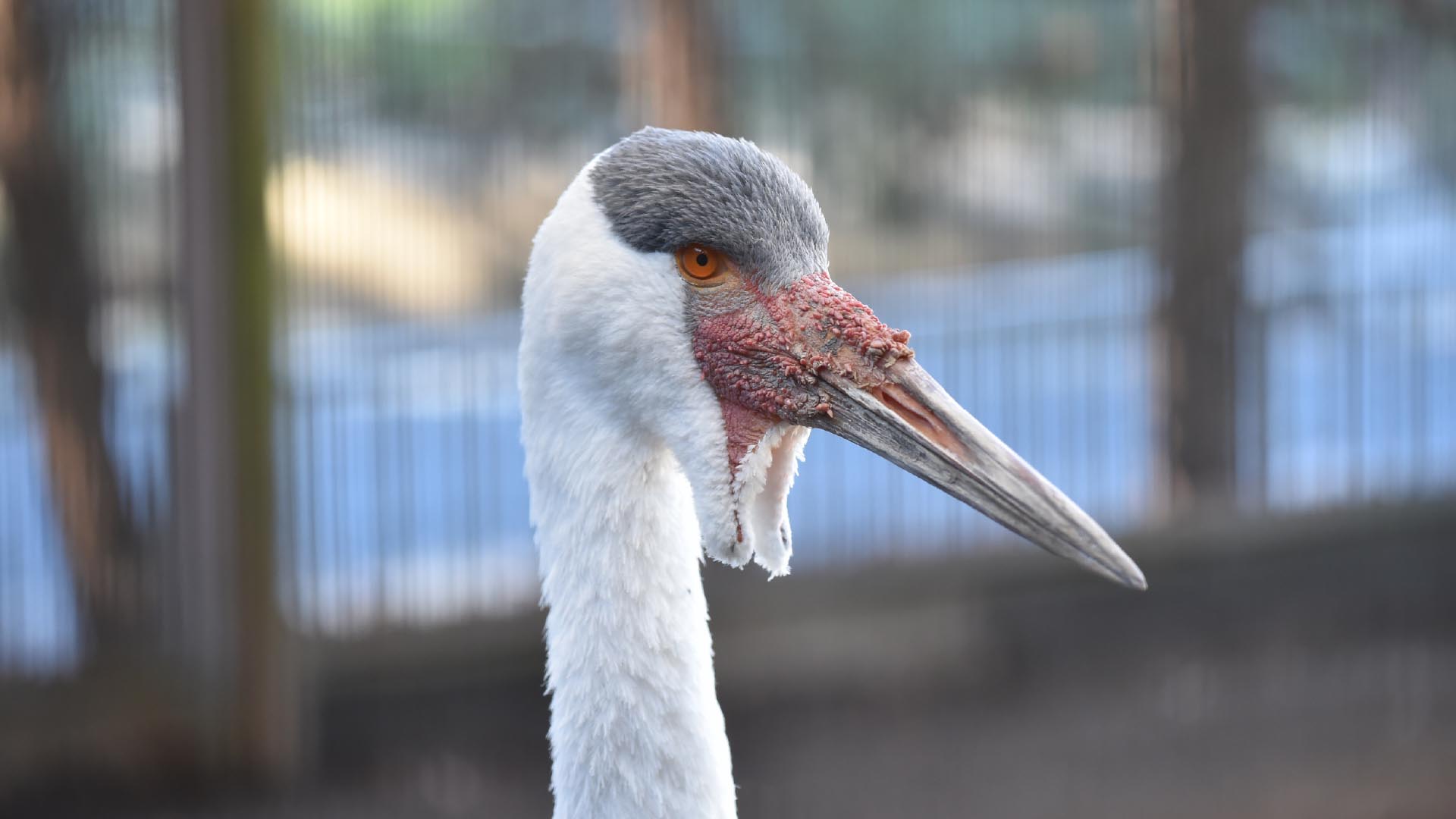 ホオカザリヅル