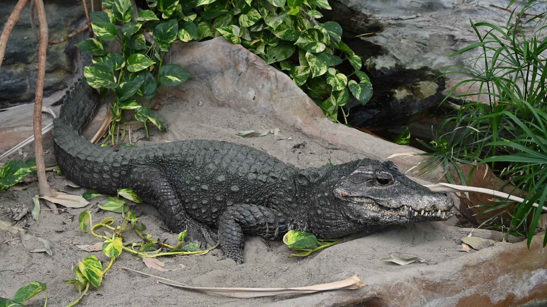 ニシアフリカコガタワニ